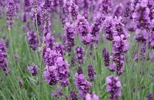 薰衣草,薰衣草的浪漫传说与疗愈魔力